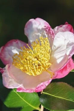 Apple Blossom Camellia Sasanqua - 3 Gallon Pot 11 Apple Blossom Camellia Sasanqua - 3 Gallon Pot -Garden Plant Shop Camellia Apple Blossom 7 1