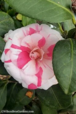 April Dawn Cold Hardy Camellia Japonica - 3 Gallon Pot -Garden Plant Shop Camellia April Dawn 10