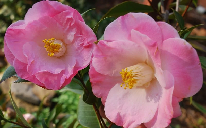 April Remembered Cold Hardy Pink Camellia Japonica - 1 Gallon Pot 4 April Remembered Cold Hardy Pink Camellia Japonica - 1 Gallon Pot - Image 4