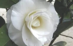 April Snow Camellia Japonica - 1 Gallon Pot 11 April Snow Camellia Japonica - 1 Gallon Pot -Garden Plant Shop Camellia April Snow 1 1