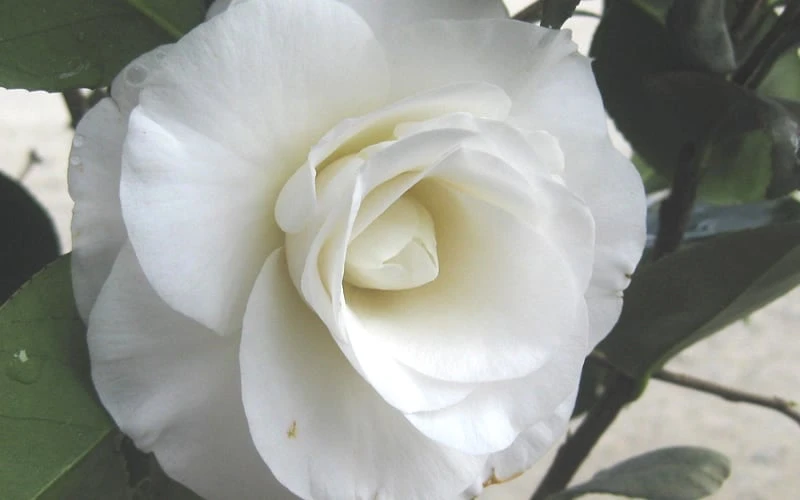 April Snow Camellia Japonica - 1 Gallon Pot 6 April Snow Camellia Japonica - 1 Gallon Pot - Image 6