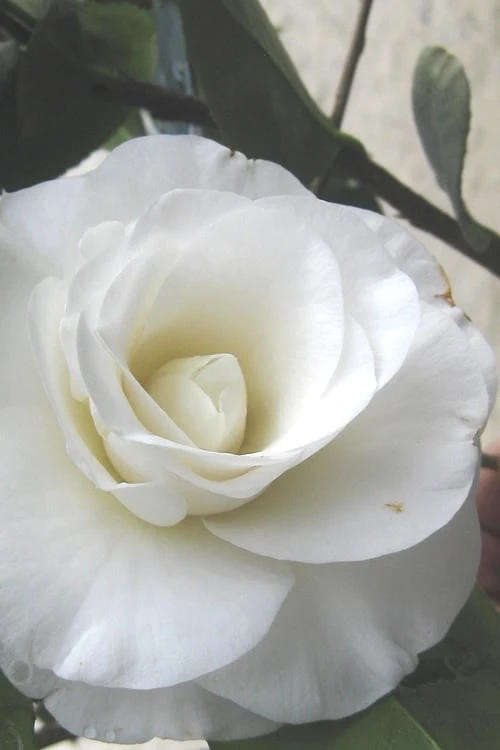 April Snow Camellia Japonica - 1 Gallon Pot 1 April Snow Camellia Japonica - 1 Gallon Pot