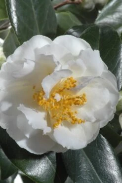 April Snow Camellia Japonica - 3 Gallon Pot -Garden Plant Shop Camellia April Snow 13