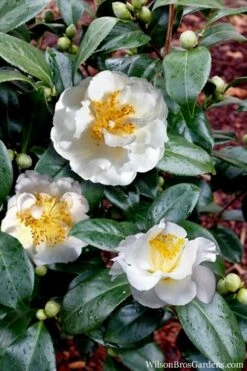 April Snow Camellia Japonica - 1 Gallon Pot 10 April Snow Camellia Japonica - 1 Gallon Pot -Garden Plant Shop Camellia April Snow 14 1