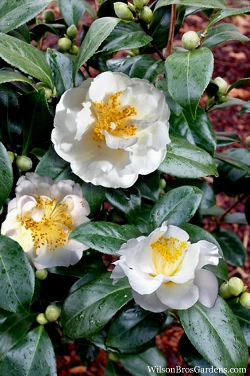 April Snow Camellia Japonica - 1 Gallon Pot 5 April Snow Camellia Japonica - 1 Gallon Pot - Image 5