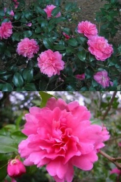 Autumn Spirit Camellia - Hybrid - 3 Gallon Pot -Garden Plant Shop Camellia April Spirit 3 1