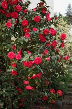 April Tryst Camellia Japonica - 1 Gallon Pot -Garden Plant Shop Camellia April Tryst 2 1
