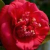 April Tryst Camellia Japonica - 3 Gallon Pot