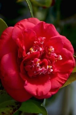 April Tryst Camellia Japonica - 2 Gallon Pot -Garden Plant Shop Camellia April Tryst 3 3