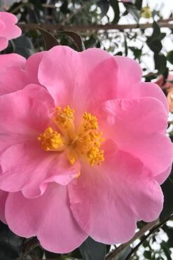 Arctic Dawn Cold Hardy Pink Camellia Hybrid - 1 Gallon Pot -Garden Plant Shop Camellia Arctic Dawn 1