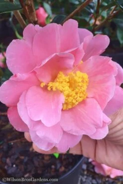Arctic Dawn Cold Hardy Pink Camellia Hybrid - 1 Gallon Pot