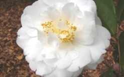 Bessie Battle Camellia Japonica - 3 Gallon Pot -Garden Plant Shop Camellia Bessie Battle 1