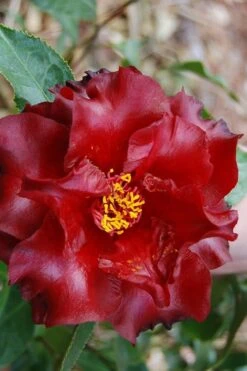 Black Magic Camellia Japonica - 5 Gallon Pot -Garden Plant Shop Camellia Black Magic 2 1