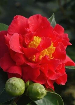Blood Of China Fragrant Red Camellia Japonica - 3 Gallon Pot