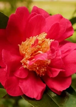 Blood Of China Fragrant Red Camellia Japonica - 3 Gallon Pot -Garden Plant Shop Camellia Blood Of China 3 1