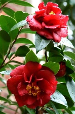 Bob Hope Camellia Japonica - 3 Gallon Pot -Garden Plant Shop Camellia Bob Hope 3
