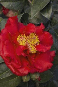 Bob Hope Camellia Japonica - 3 Gallon Pot -Garden Plant Shop Camellia Bob Hope 5