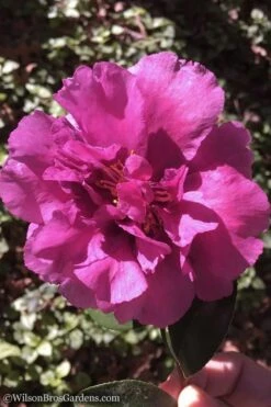 Bonanza Purple Camellia Sasanqua - 3 Gallon Pot -Garden Plant Shop Camellia Bonanza 102 1