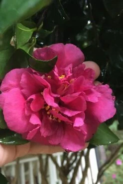 Bonanza Purple Camellia Sasanqua - 3 Gallon Pot -Garden Plant Shop Camellia Bonanza Purple 9