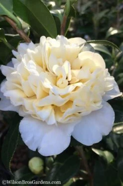 Brushfield Yellow Camellia Japonica - 6 Pack Of 1 Gallon Pots