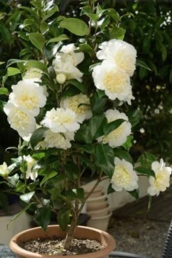 Brushfield Yellow Camellia Japonica - 3 Gallon Pot -Garden Plant Shop Camellia Brushfield Yellow 500x750 3