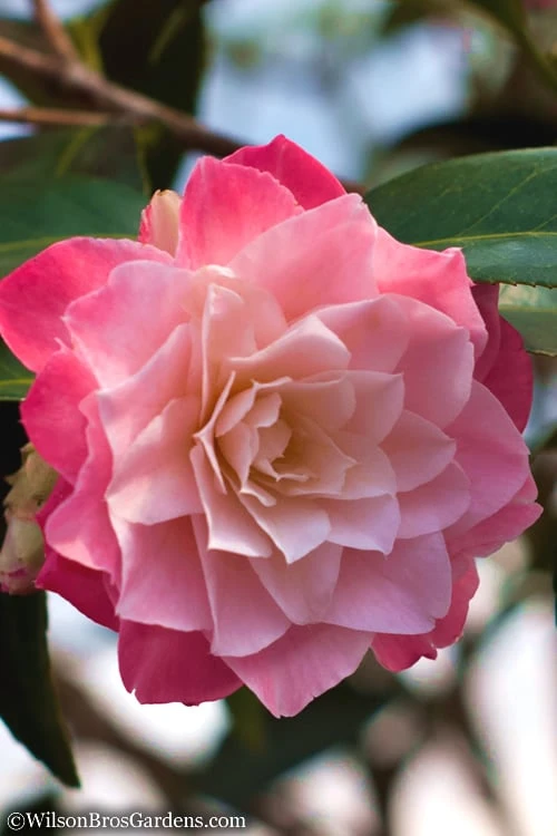 Buttons 'n Bows Camellia Hybrid - 3 Gallon Pot 1 Buttons 'n Bows Camellia Hybrid - 3 Gallon Pot