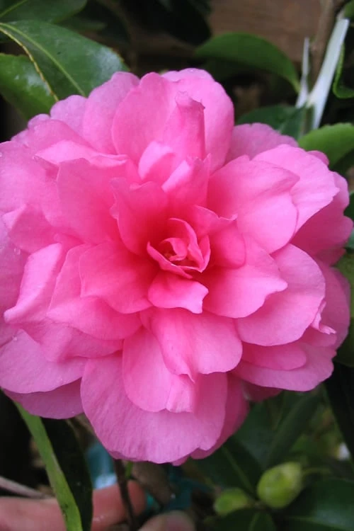 Chansonette Dwarf Weeping Camellia Sasanqua - 1 Gallon Pot 1 Chansonette Dwarf Weeping Camellia Sasanqua - 1 Gallon Pot