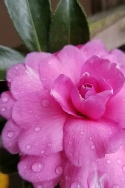 Chansonette Dwarf Weeping Camellia Sasanqua - 3 Gallon Pot 11 Chansonette Dwarf Weeping Camellia Sasanqua - 3 Gallon Pot -Garden Plant Shop Camellia Chansonette 4