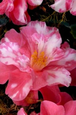 Coral Delight Camellia Hybrid - 1 Gallon Pot -Garden Plant Shop Camellia Coral Delight 15