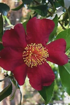 October Magic Crimson 'N Clover Camellia - 3 Gallon Pot -Garden Plant Shop Camellia Crimson N Clover 1