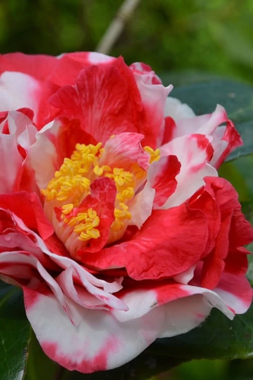 Sacred Dance Camellia Japonica 'Daikagura' - 3 Gallon Pot 1 Sacred Dance Camellia Japonica 'Daikagura' - 3 Gallon Pot