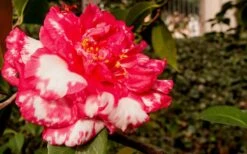 Sacred Dance Camellia Japonica 'Daikagura' - 3 Gallon Pot 10 Sacred Dance Camellia Japonica 'Daikagura' - 3 Gallon Pot -Garden Plant Shop Camellia Daikagura 3 1
