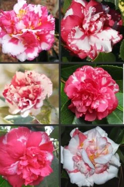 Sacred Dance Camellia Japonica 'Daikagura' - 1 Gallon Pot 9 Sacred Dance Camellia Japonica 'Daikagura' - 1 Gallon Pot -Garden Plant Shop Camellia Daikagura Colors 500x750 1
