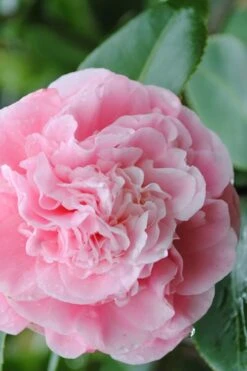 Debutante Pink Camellia Japonica - 6 Pack Of 1 Gallon Pots