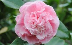 Debutante Pink Camellia Japonica - 3 Gallon Pot 9 Debutante Pink Camellia Japonica - 3 Gallon Pot -Garden Plant Shop Camellia Debutante Closeup Flower 3 2