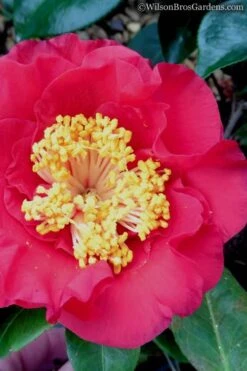 Dr. J.C. Raulston Camellia Japonica - 3 Gallon Pot