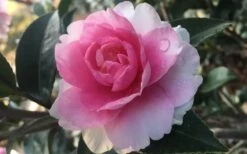 Dream Weaver Camellia Sasanqua - 3 Gallon Pot 8 Dream Weaver Camellia Sasanqua - 3 Gallon Pot -Garden Plant Shop Camellia Dreamweaver 1