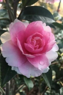 Dream Weaver Camellia Sasanqua - 3 Gallon Pot 9 Dream Weaver Camellia Sasanqua - 3 Gallon Pot -Garden Plant Shop Camellia Dreamweaver 2