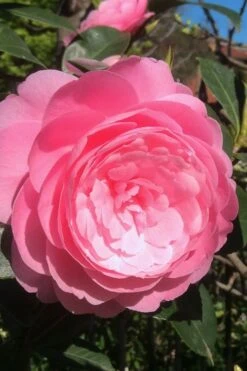 E.G. Waterhouse Camellia - Williamsii Hybrid - 1 Gallon Pot -Garden Plant Shop Camellia EG Waterhouse 2 1