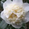 Fifth Avenue White Camellia Japonica - 1 Gallon Pot