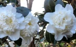 Fifth Avenue White Camellia Japonica - 3 Gallon Pot -Garden Plant Shop Camellia Fifth Avenue 21