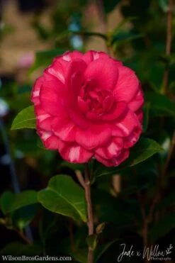 Glen 40 Camellia Japonica - 3 Gallon Pot -Garden Plant Shop Camellia Glen 40 JW 1
