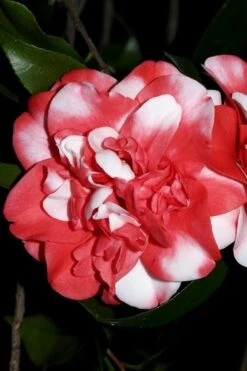 Governor Mouton Red Camellia Japonica - 3 Gallon Pot -Garden Plant Shop Camellia Governor Mouton 3