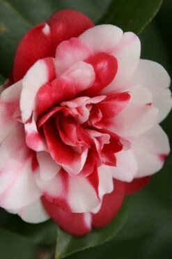 Governor Mouton Red Camellia Japonica - 1 Gallon Pot -Garden Plant Shop Camellia Governor Mouton 7 1