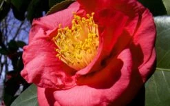 Greensboro Red Camellia Japonica - 3 Gallon Pot -Garden Plant Shop Camellia Greensboro Red 1 2