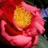 Greensboro Red Camellia Japonica - 7 Gallon Pot