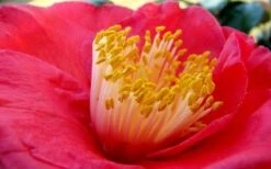 Gunsmoke Camellia Japonica - 3 Gallon Pot -Garden Plant Shop Camellia Gunsmoke Closeup Flower 3