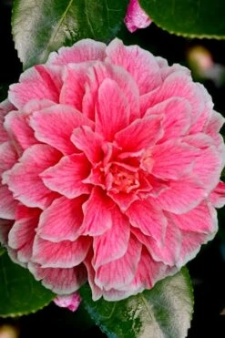 Brilliant Gem Fragrant Camellia Japonica - Herme - 3 Gallon Pot -Garden Plant Shop Camellia Hermes 6 1