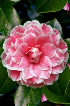 Brilliant Gem Fragrant Camellia Japonica - Herme - 3 Gallon Pot -Garden Plant Shop Camellia Herrmes 4 1