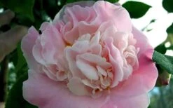 High Fragrance Camellia TREE FORM - 3 Gallon Pot -Garden Plant Shop Camellia High Fragrance 5 3